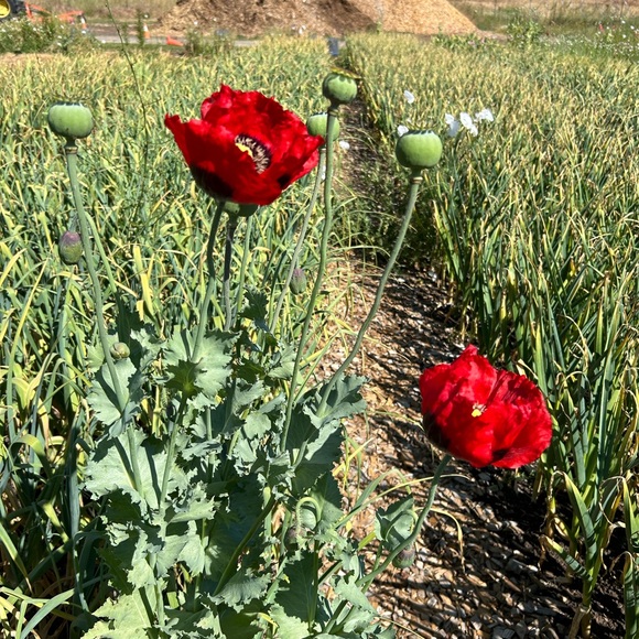 Meet your Posher, Leah - Picture 9 of 12